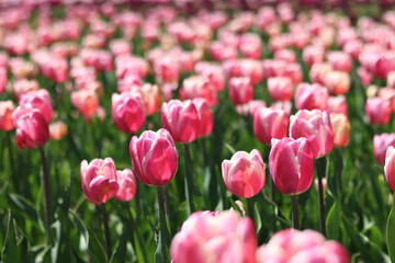 Fototapeta premium Pink tulips close-up. Field of blooming tulips in spring. Bright pink flowers with selective focus. Nature background. Spring background. Beautiful flowers