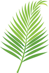 Vector Palm Frond Illustration with Vibrant Green Leaflets and Minimalist White Background

