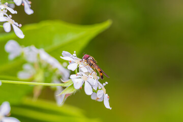 シャクの花の蜜を吸うホソヒラタアブ
