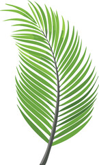 Vector Tropical Palm Frond Illustration with Graceful Curved Leaflets on White Background