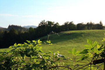 Blurred view of a scenic meadow in polish highlands with a fence covered in hops in the foreground