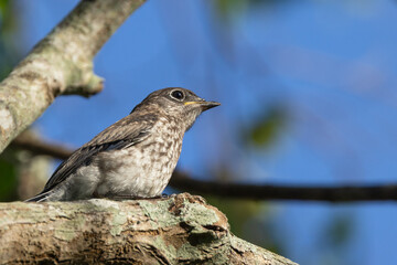 Juvenile eastern bluebird (Sialia sialis) that has yet to get its blue feathers in Sarasota, Florida