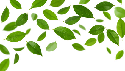 Obraz premium Vibrant green leaves, varying in size and shade, are scattered and falling against a clean, bright white background. Generative AI.
