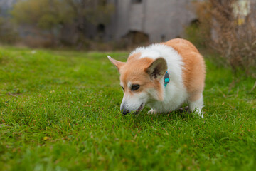 Red and white Corgi with turquoise collar lowers nose to vivid green grass, standing on lawn near...