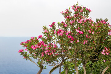 Flowers near the Monastery of Hozoviotissa. Amorgos island. Cyclades, Greece