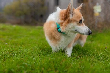 Short-legged Corgi with white chest and orange fur stands watchful on green grass, ears raised....