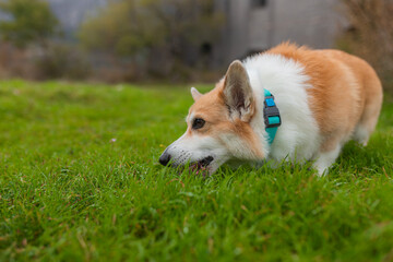 Low-angle shot of orange and white Corgi chewing grass with focus on snout and eye. Vibrant lawn...