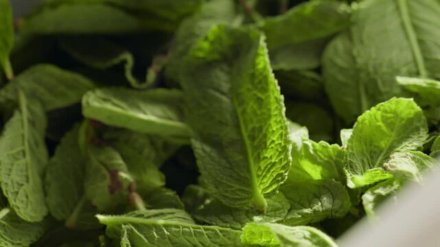 4K. Fresh green mint, young leaves with drops of water.