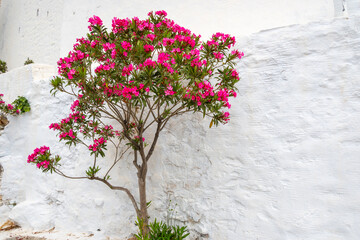 Flowers near the Monastery of Hozoviotissa. Amorgos island. Cyclades, Greece