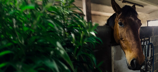 Horizontal Banner with Horse and Blurred Background for Elegant Nature Design