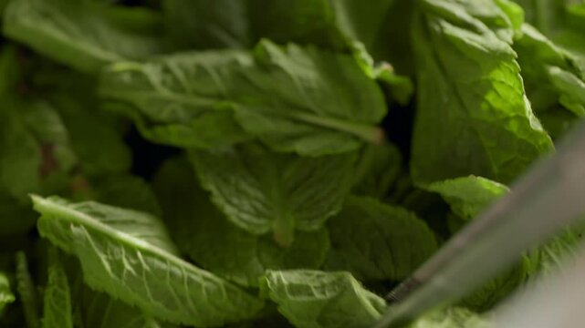 4K. Fresh green mint, young leaves with drops of water.