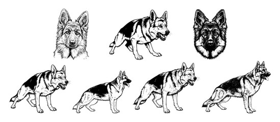 Vector husky dog set 