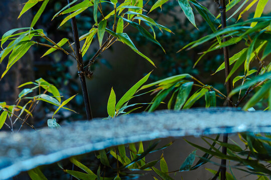 dew on the grass