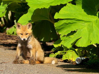 Wild red fox cubs in eastern Hokkaido
