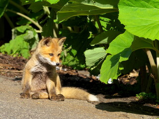 Wild red fox cubs in eastern Hokkaido