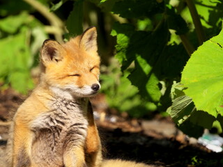 Wild red fox cubs in eastern Hokkaido