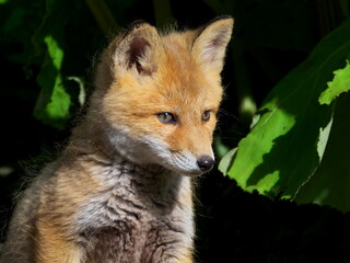 Wild red fox cubs in eastern Hokkaido