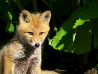 Wild red fox cubs in eastern Hokkaido