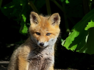 Wild red fox cubs in eastern Hokkaido