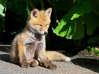Wild red fox cubs in eastern Hokkaido