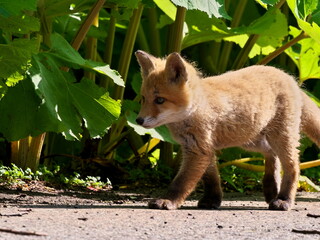 Wild red fox cubs in eastern Hokkaido