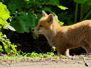 Wild red fox cubs in eastern Hokkaido