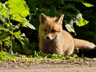 Wild red fox cubs in eastern Hokkaido