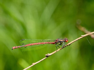 Large red damselfly (Pyrrhosoma nymphula) sitting on a small branch. Green background. Close up.