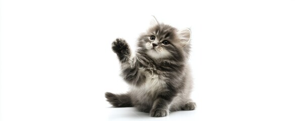 The playful gray kitten raising its paw in a charming gesture.