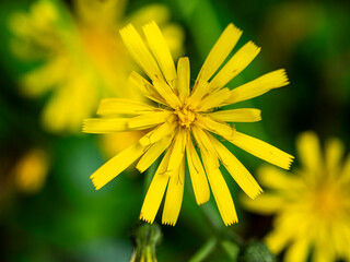 The yellow flower of the forest hawkweed (Hieracium murorum), photographed in Tremosine.