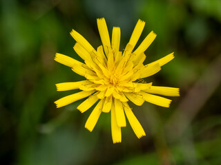 The yellow flower of the forest hawkweed (Hieracium murorum), photographed in Tremosine.