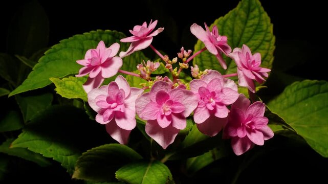 Time lapse footage of withered Hydrangea flower turning to fresh, become vivid and beautiful, back to new life, 4k b roll video studio shot.