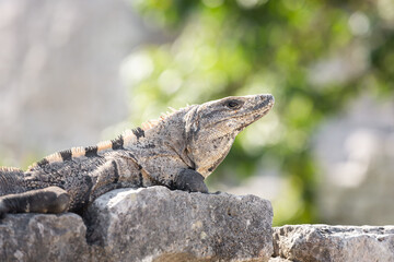 Lizard in Tulum ruins Mexico