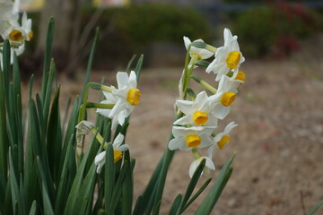 white spring flowers