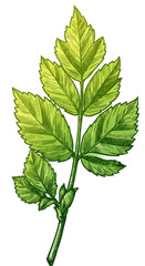 Green Leaf Illustration with Intricate Veins Isolated on Transparent Background