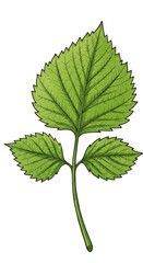 Green Leaf Illustration Botanical Foliage on Transparent Background Detailed Design