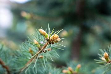 A detailed close up of a pine cone resting on a tree branch