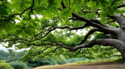 Fototapeta premium Majestic oak tree with a twisted trunk and a rich green canopy