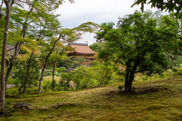 japanese garden in spring
