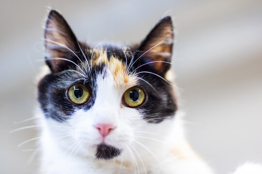 A beautiful calico cat with bright yellow eyes gazes intently at the camera - Powered by Adobe