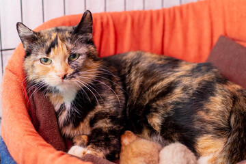 A calico cat is nursing her kittens in an orange bed, warm vibes