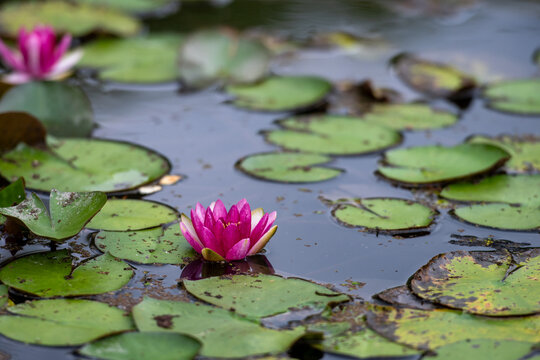 pink water lily