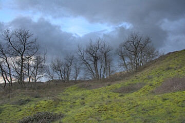 Obraz premium Dune landscape with bare trees under a cloudy winter evening sky in the Westhoek nature reserve De Panne, Flanders, Belgium 