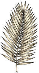 Illustration of a Tropical Beige Palm Leaf Isolated On Transparent Backdrop