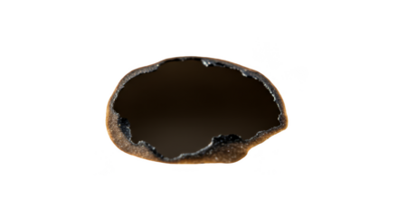 Isolated Transparent Background of Brown Cup Fungus Macro Detailed