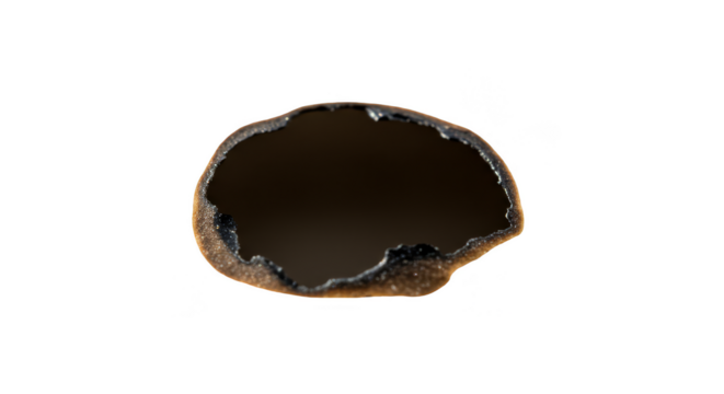 Isolated Transparent Background of Brown Cup Fungus Macro Detailed