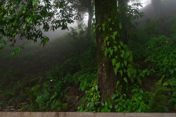 Himalayan mountains and lush green forest. Scenic natural beauty of monsoon in Darjeeling, West Bengal, India. Overcast day at monsoon at mountains.