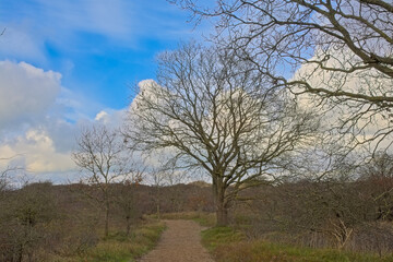 Fototapeta premium Path along bare oak trees in the Westhoek nature reserve De Panne, Flanders, Belgium 