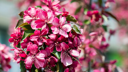A detailed close up of a beautiful bunch of vibrant pink flowers found on a tree