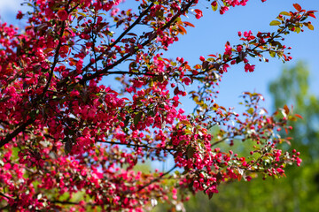 A beautiful tree adorned with pink flowers set against a blue sky
